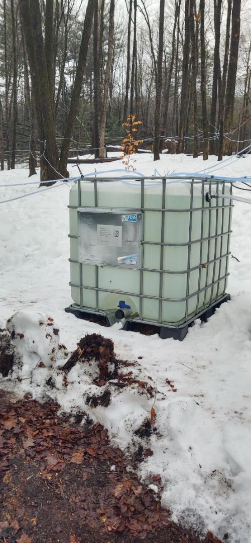 Collecting Fresh Maple Sap in Containers